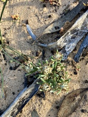 Blennospora drummondii