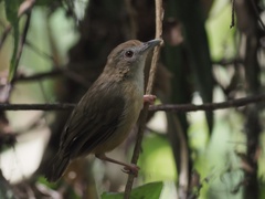 Malacocincla abbotti