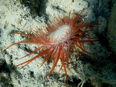 Limaria fragilis