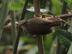 Malacocincla abbotti