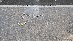 Dendrelaphis punctulatus