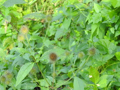 Dipsacus strigosus
