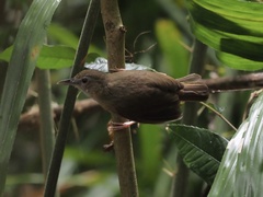 Malacocincla abbotti