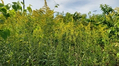 Solidago