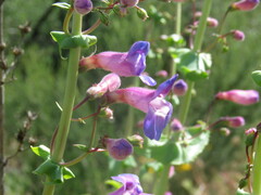 Penstemon spectabilis