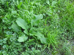 Dipsacus strigosus