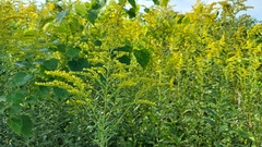 Solidago