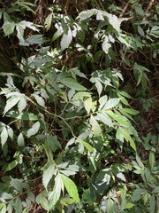 Elatostema lineolatum