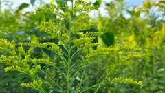 Solidago