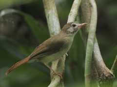 Malacopteron magnirostre