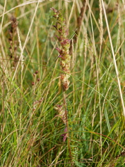 Odontites vernus