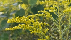 Solidago