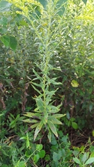 Solidago