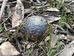 Pisolithus arhizus
