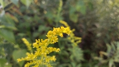 Solidago