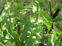 Penstemon spectabilis