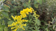 Solidago