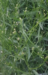 Symphyotrichum subulatum