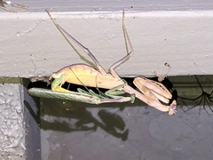 Mantidae