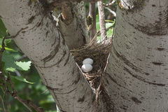 Streptopelia decaocto