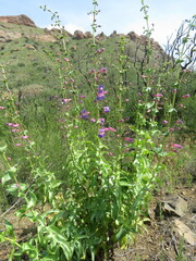 Penstemon spectabilis