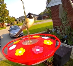 Poecile atricapillus