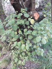 Piper excelsum excelsum