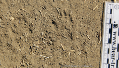 Otospermophilus beecheyi