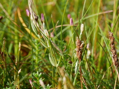 Centaurium littorale