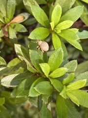 Pseudocneorhinus bifasciatus