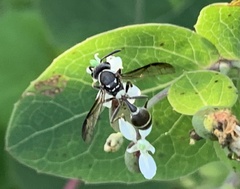 Polybia plebeja