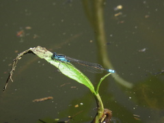 Ischnura heterosticta