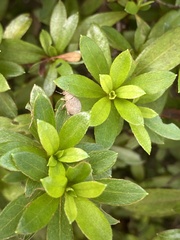 Pseudocneorhinus bifasciatus