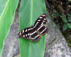 Catonephele acontius