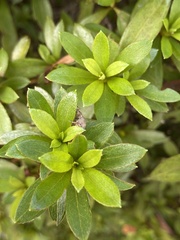 Pseudocneorhinus bifasciatus