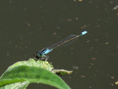 Ischnura heterosticta
