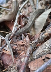 Gloydius ussuriensis