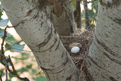 Streptopelia decaocto