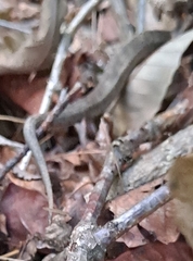 Gloydius ussuriensis