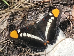 Adelpha eulalia