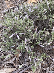Prostanthera serpyllifolia microphylla