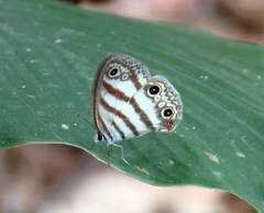 Euptychia