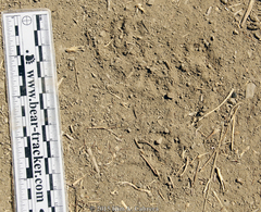 Otospermophilus beecheyi
