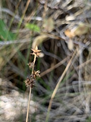 Carex interior