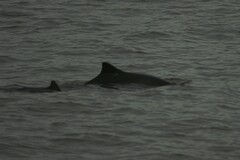 Phocoena phocoena