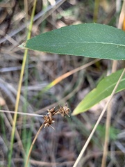 Carex interior