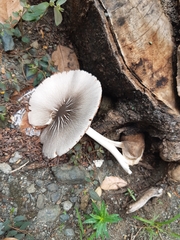 Volvariella volvacea