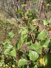 Betula occidentalis