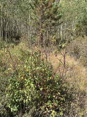 Betula occidentalis