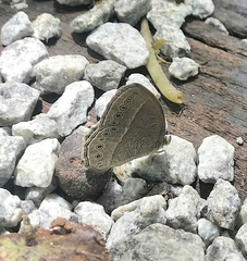 Mycalesis janardana